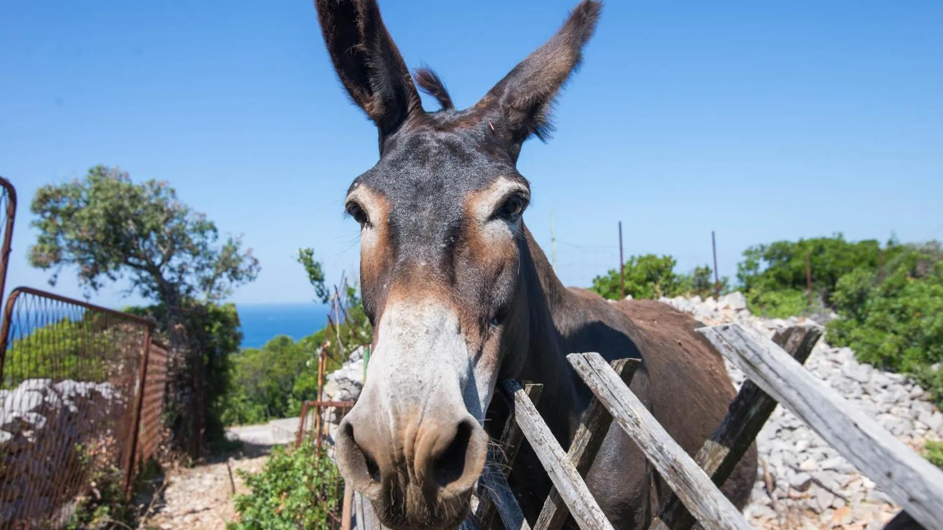 App Bonic Apartment Veli Losinj